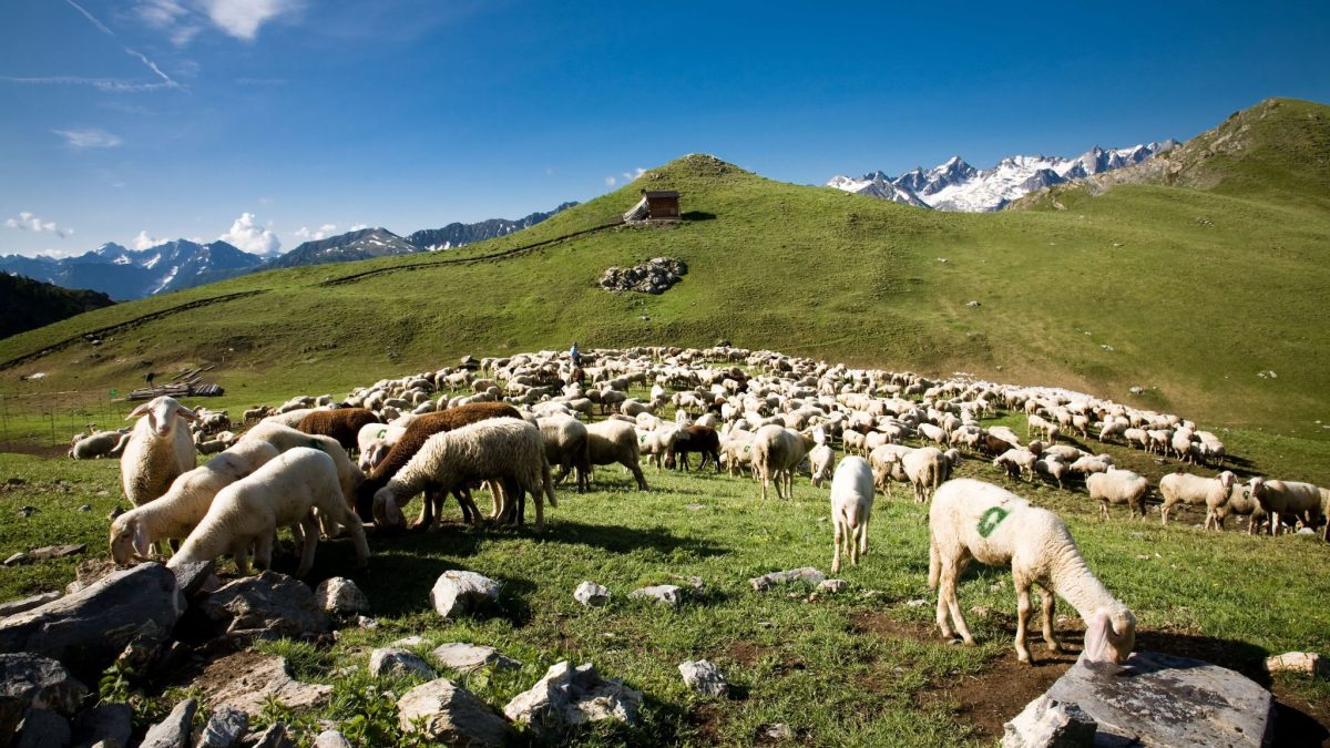 Cheese Per Fare Un Formaggio Ci Vuole Un Prato