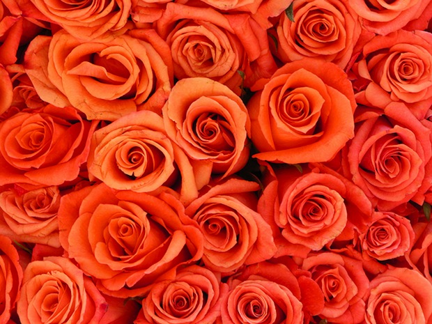 Letto di rose
