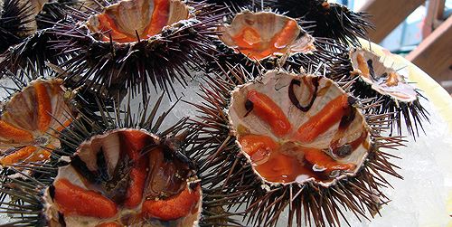 Gli spettacolari ricci di mare della Baia di Nerano
