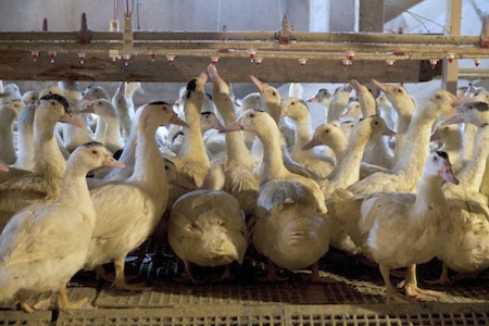 Foie gras, l’UE ci ripensa: “Rispetta” il benessere animale