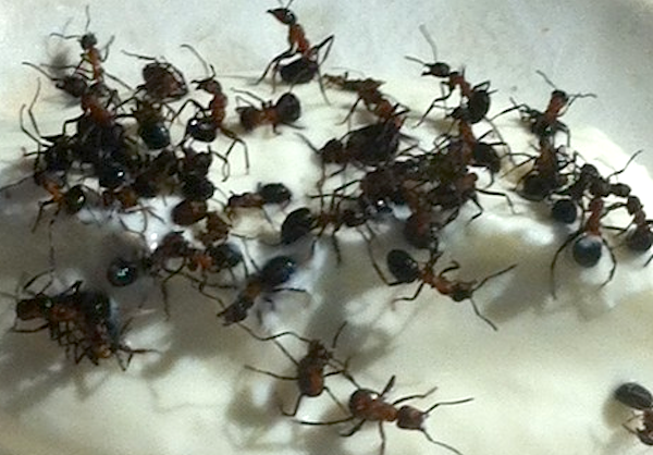 Quel salvifico senso del ridicolo che mi impedisce di esaltare le formiche vive del Noma
