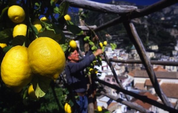 Luigi Aceto, leggenda del limone sfusato di Amalfi, conquista il New York Times