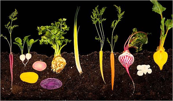 the photography of modernist cuisine