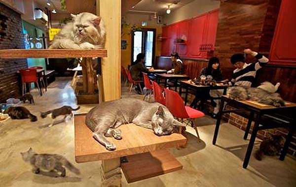 Caffè, croissant e il siamese sul bancone: a Parigi apre il bar dei gatti