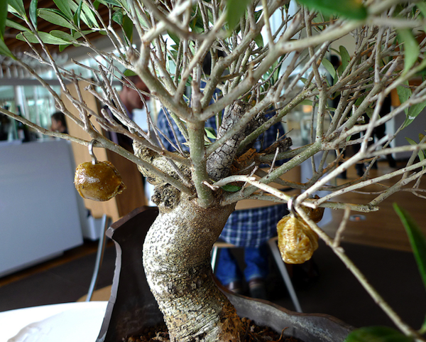 Bonsai con olive caramellate