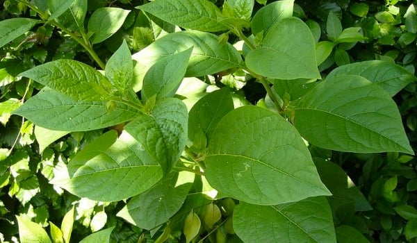 Atropa Belladonna, pianta