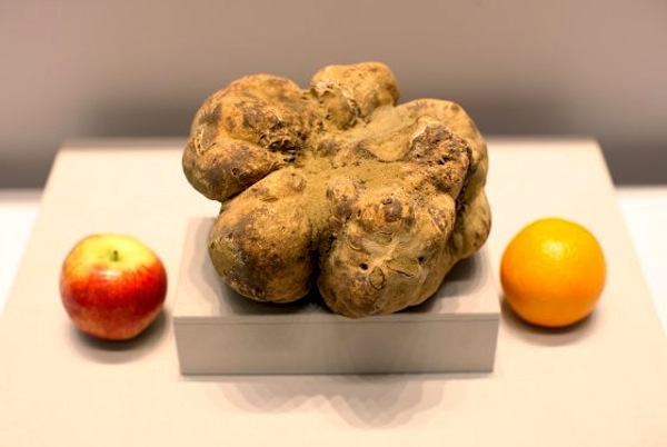 Tartufo più grande del mondo