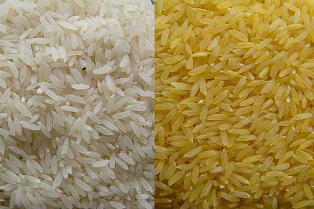 Ritorna la disputa sul Golden Rice, il riso Ogm