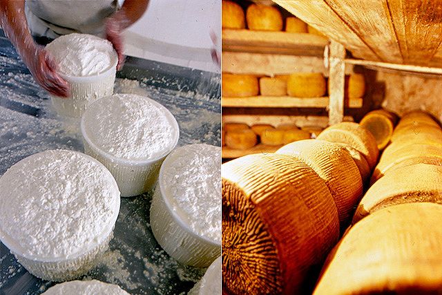 Pecorino di Filiano