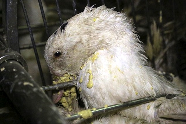 La guerra tra Amazon e Francia nel nome del foie gras