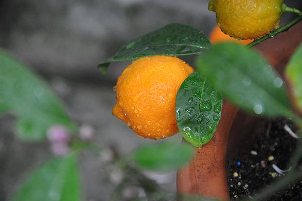 rangpur lime