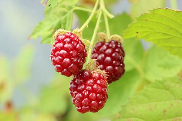 tayberry
