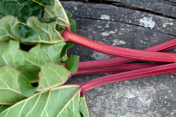 2-rhubarb-shutterstock.com