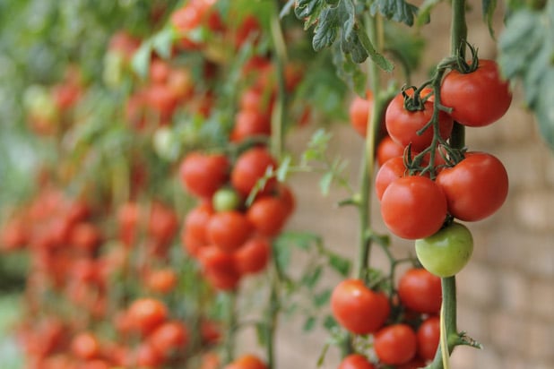 7-tomatoes-iStock_thinkstock