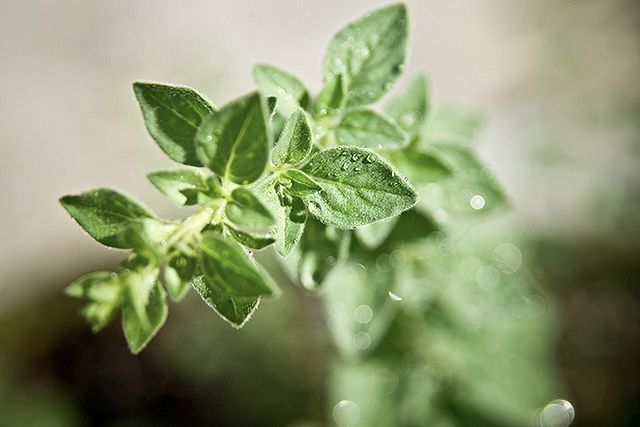 origano