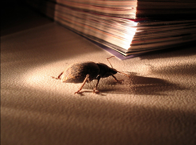 Torino: insetti vivi e morti, chiusa cucina da incubo