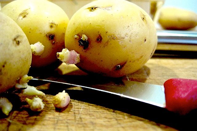 germogli patate