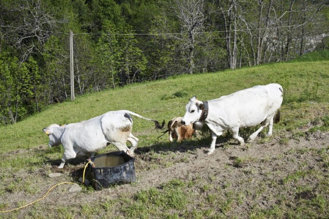 Mucche a Castelmagno