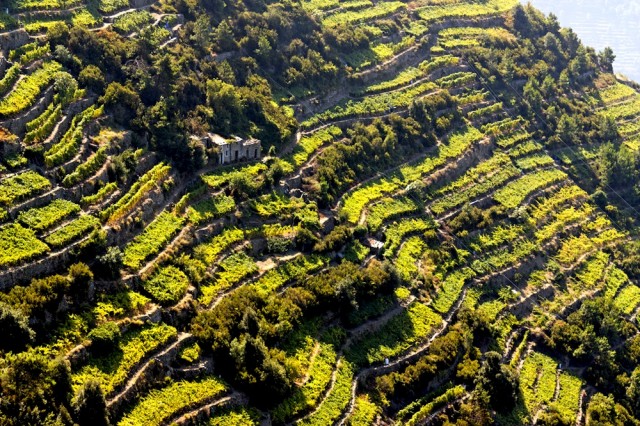 Cinque terre, vigne