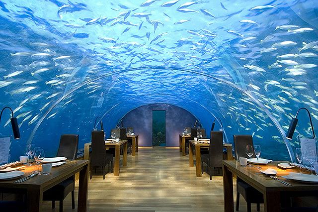ithaa, ristorante, sotto, acqua, maldive, pesci