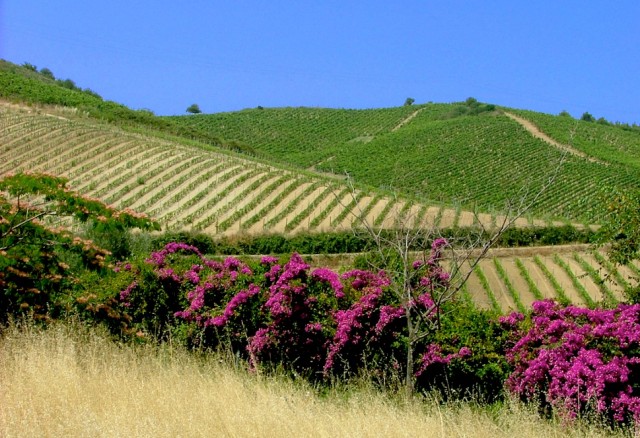 Vigneti a Cirò Marina