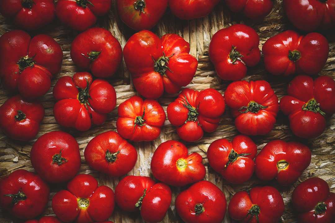 Agricoltura, la siccità soffoca il raccolto dei pomodori: tagliata una bottiglia di passata su 10
