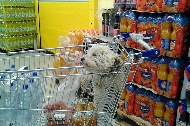 I cani entrano al supermercato che ci piaccia o no, e da oggi hanno uno spazio dedicato nel carrello