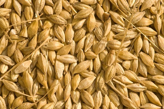 Agricoltura, l’orzo potrebbe risolvere la carenza di mangimi: il raccolto supera le aspettative