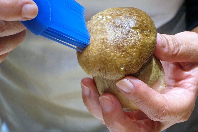 funghi porcini, il pennellino