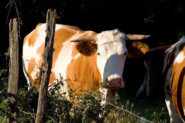 Quote latte: la Corte UE dà ragione agli allevatori per la restituzione delle multe