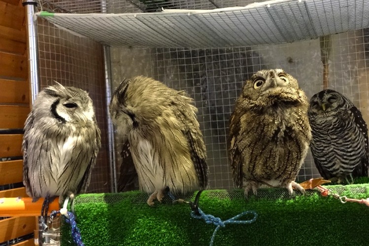 owl cafè