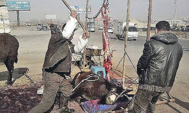 Uccisione asino in mercato cinese