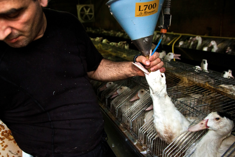 Morsi e rimorsi di coscienza: 10 cibi più crudeli del foie gras