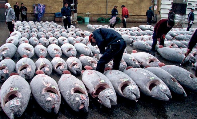 Mercato del tonno in Giappone
