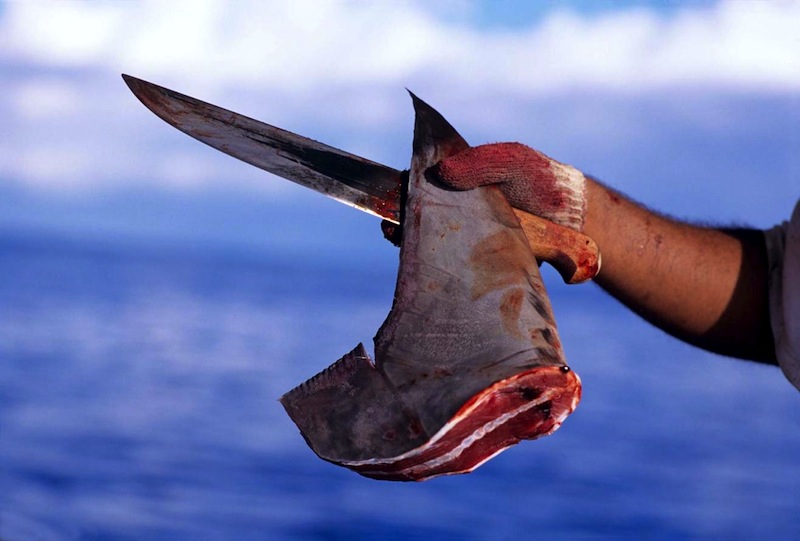 Pesca: l’Italia è fra i principali importatori di carne di squalo