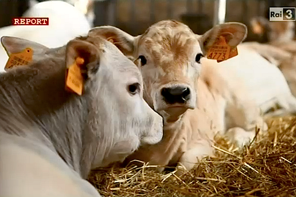 Sicurezza alimentare: 5 cose orribili imparate ieri da Report sui vitelli dopati