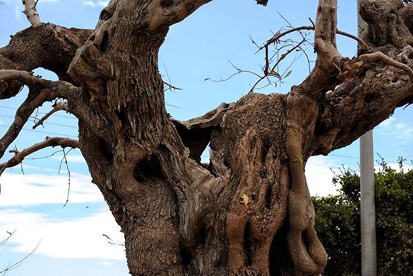 Xylella, in arrivo la task force nazionale formata da cani addestrati