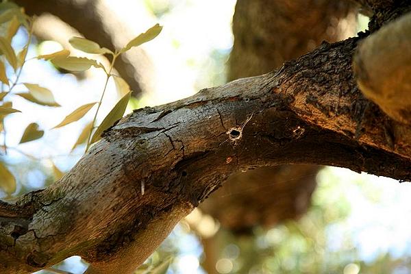 Xylella, uno studio individua una nuova arma: la cimice assassina