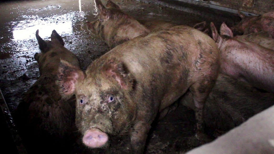 Peste suina: “Stop agli allevamenti intensivi”, dice il WWF
