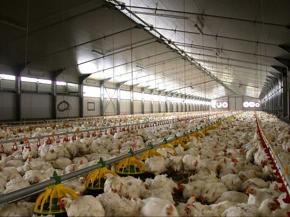 Lonato: incendio in un allevamento di polli, morte 18mila galline