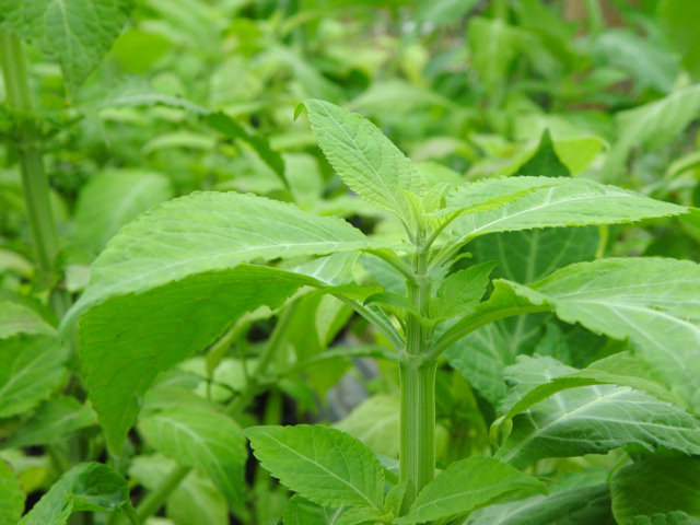 salvia divinorum