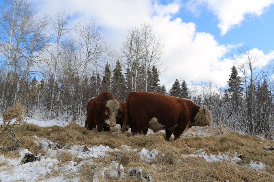 Steak Revolution, mucche nord canadesi