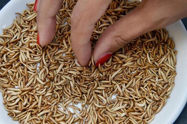 Expo 2015: sequestrati vermi e insetti nel padiglione Olanda, ma dopo lo showcooking
