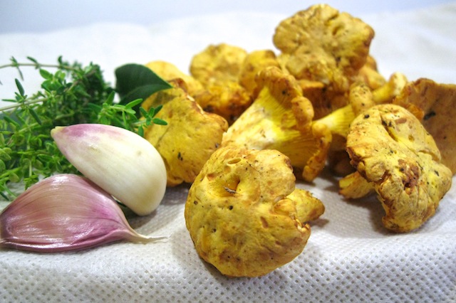 funghi finferli gallinacci