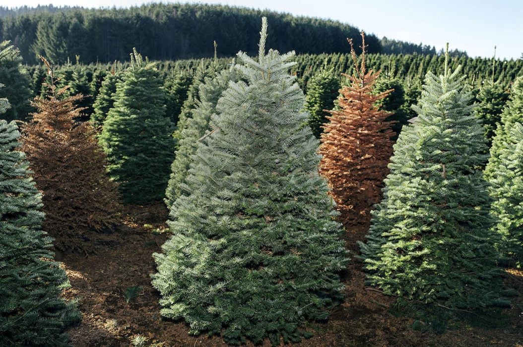 alberi di Natale