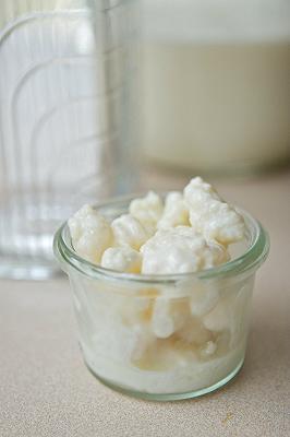 KEFIR DI LATTE BIO GRANI PROBIOTICO FERMENTI LATTICI VIVI Formaggio  spalmabile