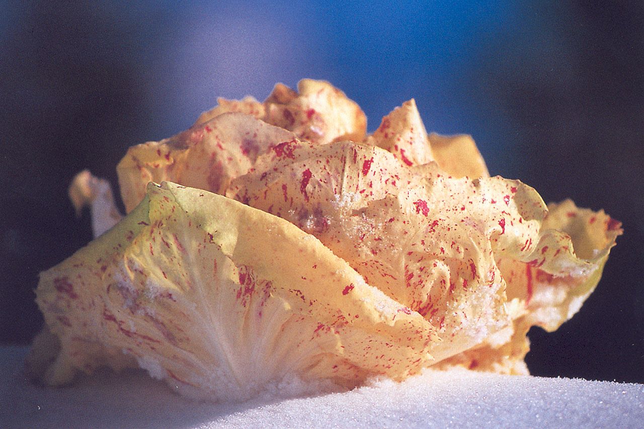 Radicchio Variegato di Castelfranco Igp