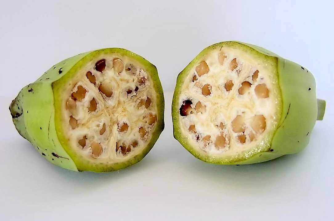 Riconoscete in questo frutto la banana che mangiamo oggi?