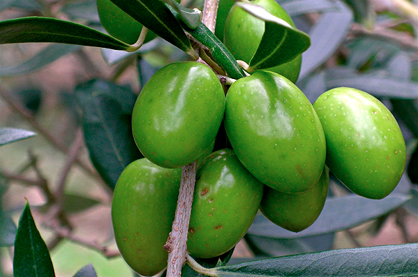 L’incredibile truffa delle olive verniciate col solfato di rame in Puglia