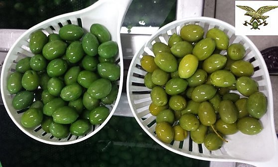 olive contraffatte e olive di Castelvetrano
